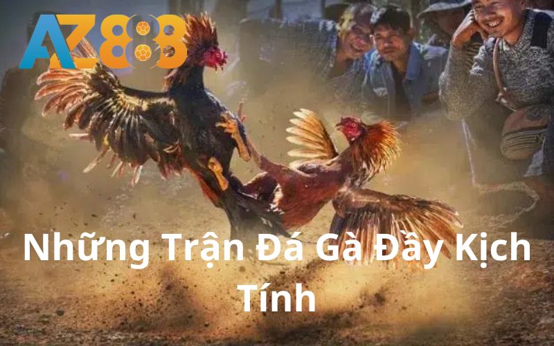 Những trận đá gà đầy kịch tính và hấp dẫn